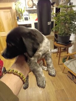 Jack Russell teriér krizenec