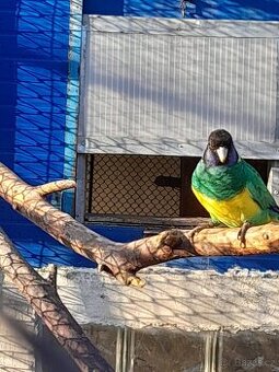 Bernard limcovy jižni