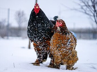 Brahmánky porcelánové 🥚🐣  (násadová vejce i kuřátka)