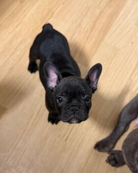 Francouzský buldoček fenka