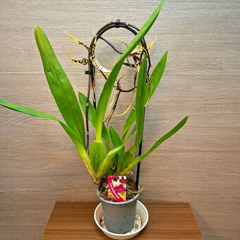 Brassia