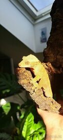 Pagekon řasnatý - Correlophus ciliatus