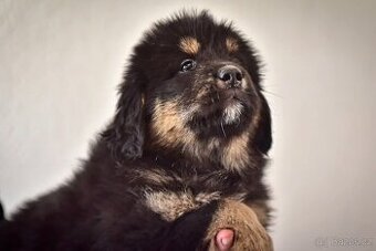 Tibetská doga