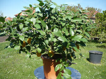 citronovník