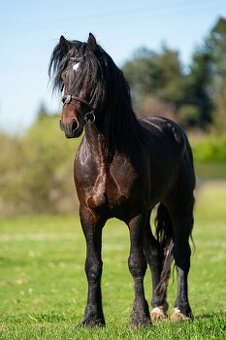 Připouštění Welsh cob D