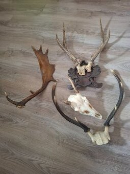 Paroží trofeje