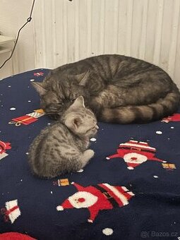 Britská (whiskas) bílé kotě