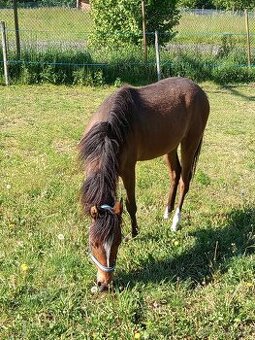 Welsh pony sekce B