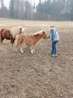 shetland pony s PP - 1