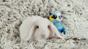 Zakrslý beránek, králíček, králík - TYMIÁN