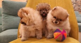Pomeranian boo