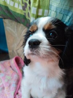 kavalír king charles španěl