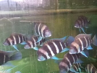 Cyphotilapia frontosa skupina 13 ryb