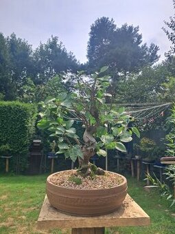 Bonsai,bonsaj Jablon