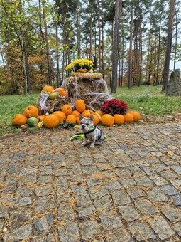 Francouzský buldoček