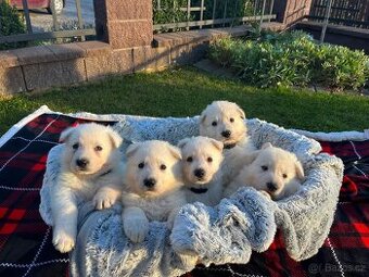 Švýcarský bílý ovčák - 1