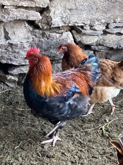 Kohoutci maranska pšeničná