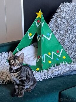 Bengálská kočka - kotě s PP