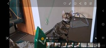 Bengálská kočka - kotě s PP