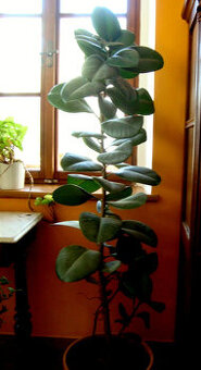 Velké pokojové rostliny FIKUS