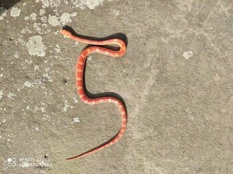 užovka červená, terárium