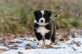 Border kolie - pejsek s PP