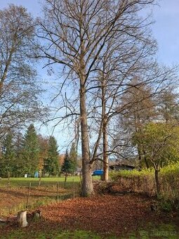 daruji za pokácení