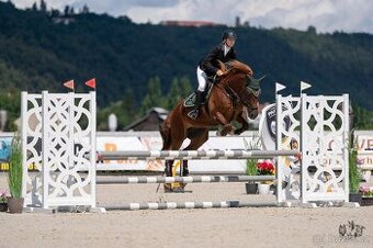 Charakterní klisna Welsh Cob