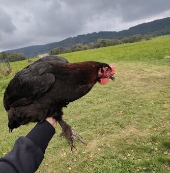 Maranska měděnokrká