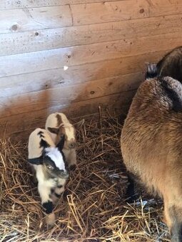 Prodám holandské zakrslé kozy