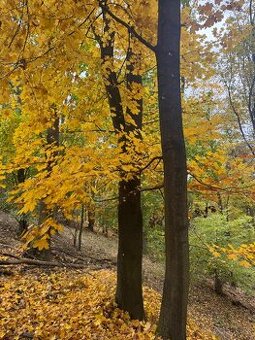 Prodej lesního pozemku k.ú. Přísečná