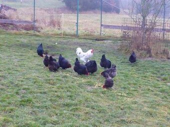 Násadová vejce Maranska splasch