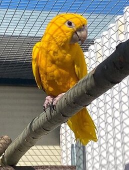 Aratinga žlutý 0,1 ( Guaruba guarouba)