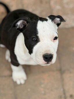 Americký stafordšírsky terier s PP