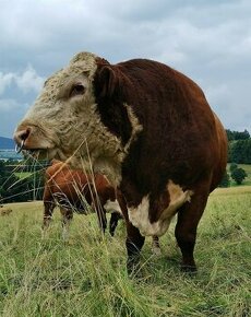 Plemenný býk Hereford