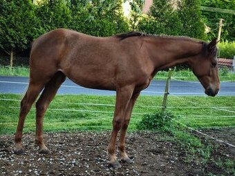 Quarter horse klisnička