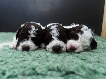 Štěňatka lagotto romagnolo s PP