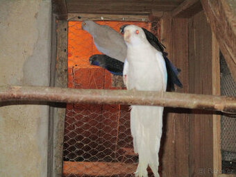 Penant