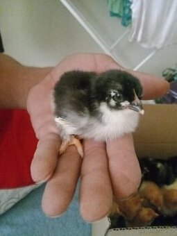 kuřátka Ayam Cemani,Sandchak,Brakelka zlatá