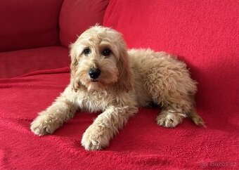 Cockapoo - 1
