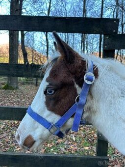 paint horse