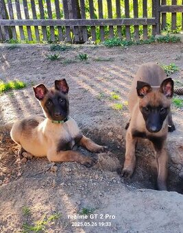 Belgický ovčák malinois bez PP - 1