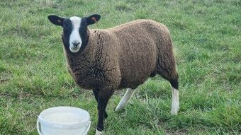 Prodám loňského plemenného berana Zwartbles - 1