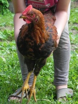 Velsumka velká - 1