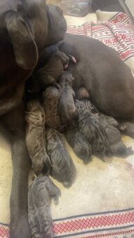Cane corso