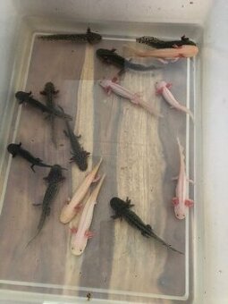 Axolotl 12cm