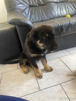 Prodáváme poslední štěně křížené husky s německým ovčákem