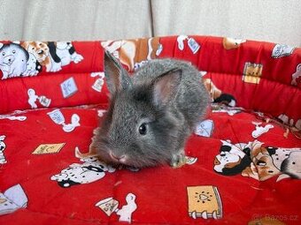 Zakrslý králík - modrá samička lvíček ♥️