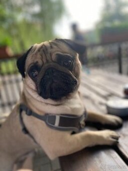 Nabízí se psí gentleman ke krytí – MOPS Teodor hledá lásku (