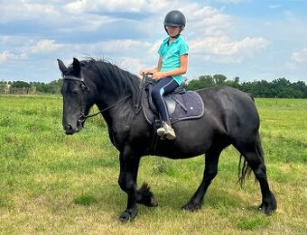 Klisna Fellský pony